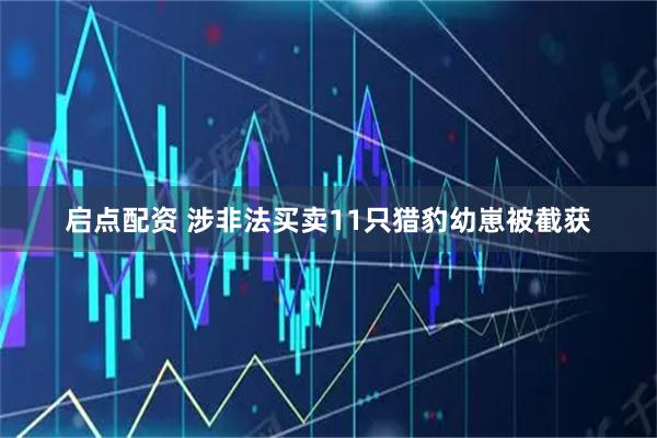 启点配资 涉非法买卖11只猎豹幼崽被截获